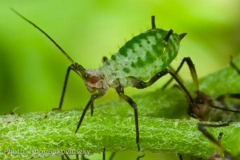Cabbage Aphid 1) Pest Description: - Aphids are small pear-shaped insects
