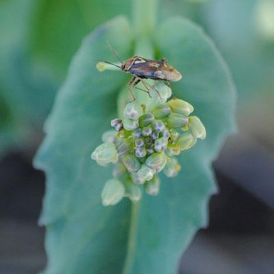 Lygus bug (Tarnished Plant Bug) 2)