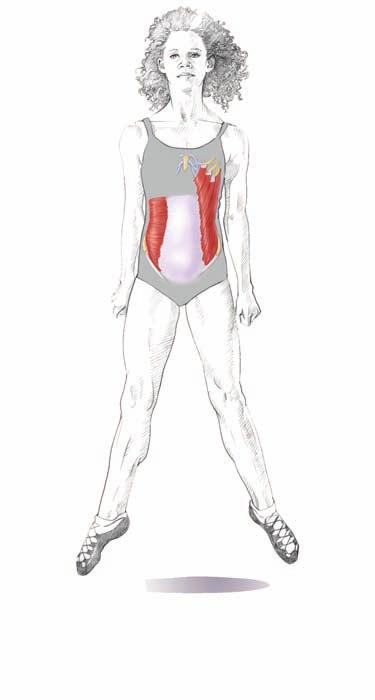 Muscles Involved Transversus abdominis, external oblique, multifidi Dance Focus This exercise emphasizes the point that it is not about how many abdominal exercises you can perform; it s about using