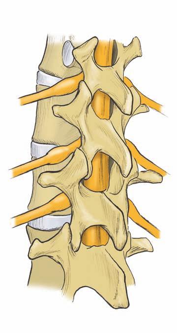 14 Dance anatomy lower spine, then you overwork that portion of your spine, putting yourself at serious risk for fractures, soft tissue damage, and disc degeneration.