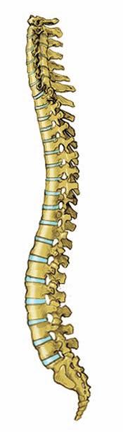spine 15 Spinal Regions Your spine has three main sections: the cervical area, the thoracic area, and the lumbar spine and sacrum. Take a moment to notice all of the regions in the spine in figure 2.
