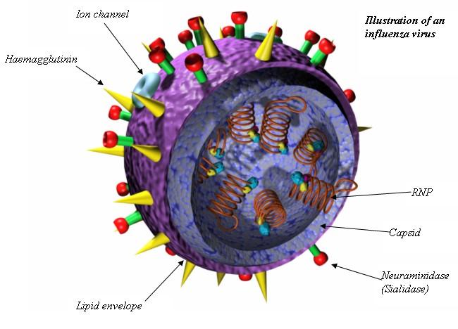 Influenza viruses are RNA viruses.