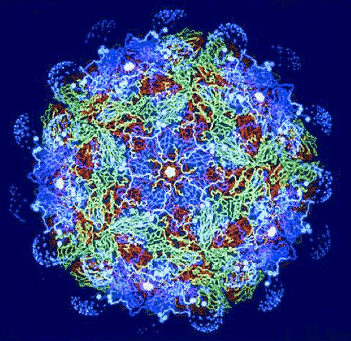 Virus: Ultramicroscopic infectious agent that replicates itself only within cells of living
