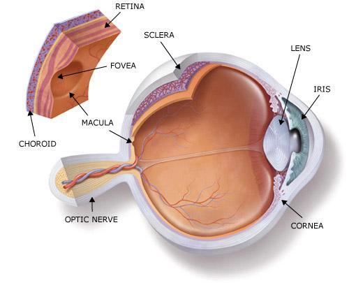 3. The Retina - the inner layer of the eye broken into three layers. 1.