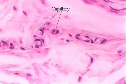 Capillaries Smallest. Most abundant.