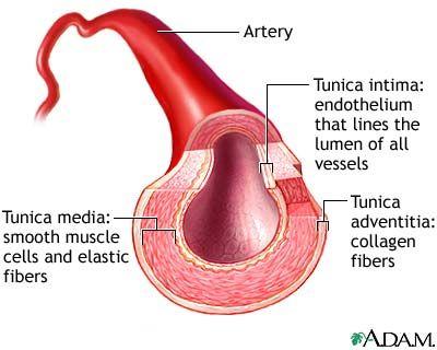3 Layers of the Vascular Wall Tunica interna