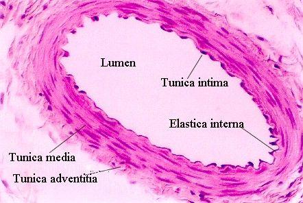 Tunica Interna/Intima Lining. Endothelium.