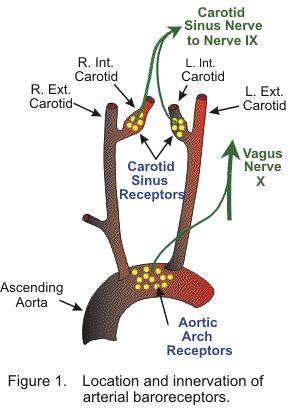 Baroreceptor Reflex Baroreceptors signals the cardiac and vasomotor centers via CN IX and X.