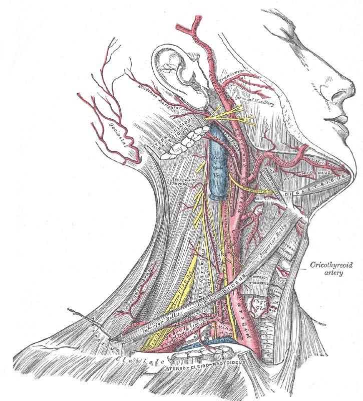 Elastic Arteries Aorta and major