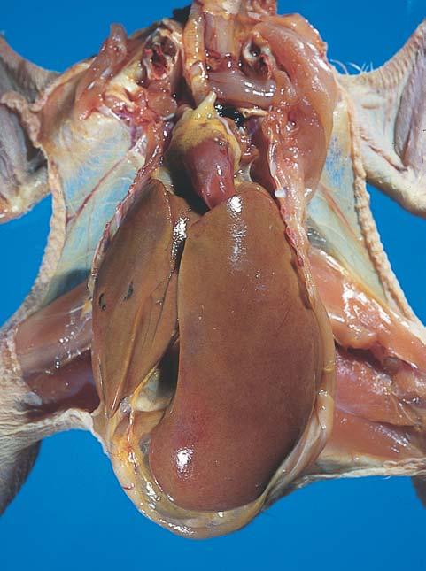 FIGURE 2*: Jaundiced broiler carcase post mortem showing Cholangiohepatitis. The liver is enlarged and firm. Distended bile ducts (seen as a blue colour), are visible in the right lobe.