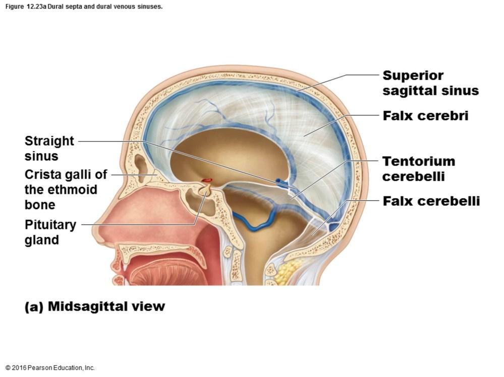 Dura mater extends inward in several areas to form flat partitions that divide cranial cavity Partitions referred to as dural septa Act to limit excessive movement of brain Three main septa: