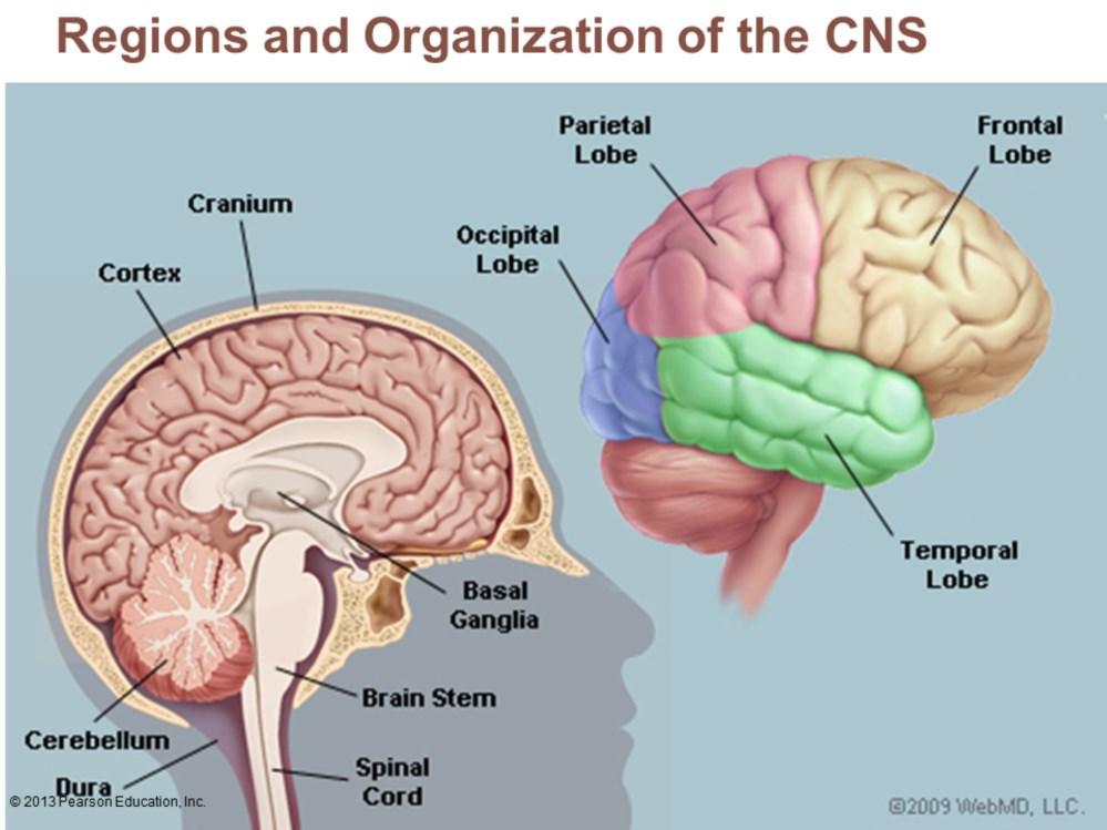 Brain (brainstem, anyway) Brainstem similar pattern to