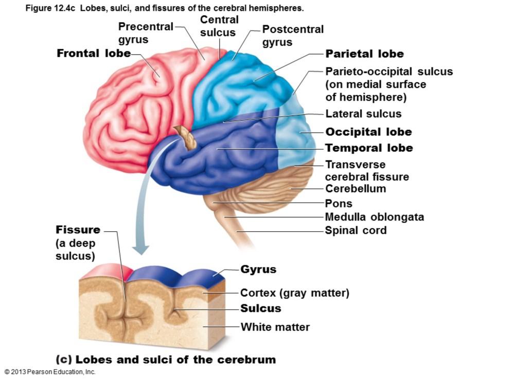Central sulcus Separates precentral gyrus of frontal lobe and postcentral gyrus of parietal lobe