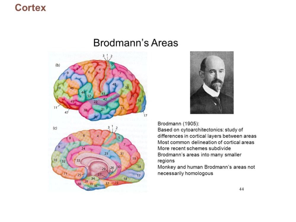 A Brodmann area is a region of the cerebral cortex, in the human or other primate brain, defined by its cytoarchitecture, or histological structure and organization of cells.