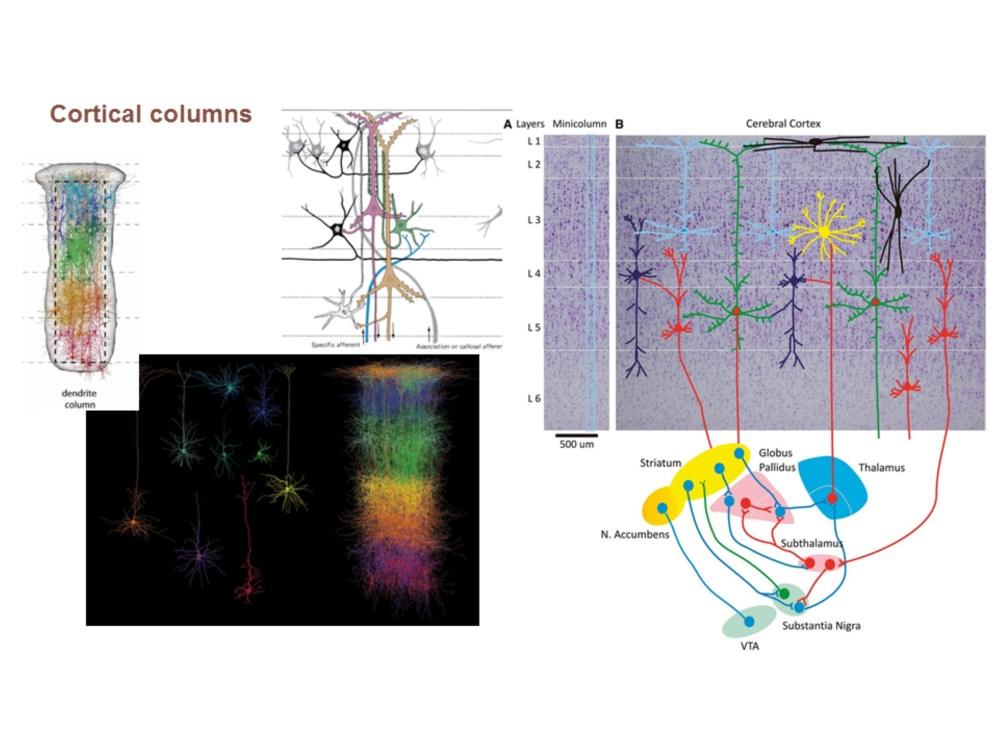 Cortical neurons interconnected in vertical columns Presumably all cells