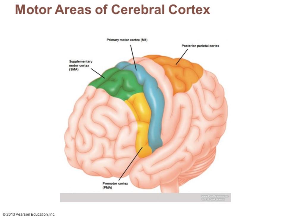 In frontal lobe; control voluntary movement Primary (somatic) motor