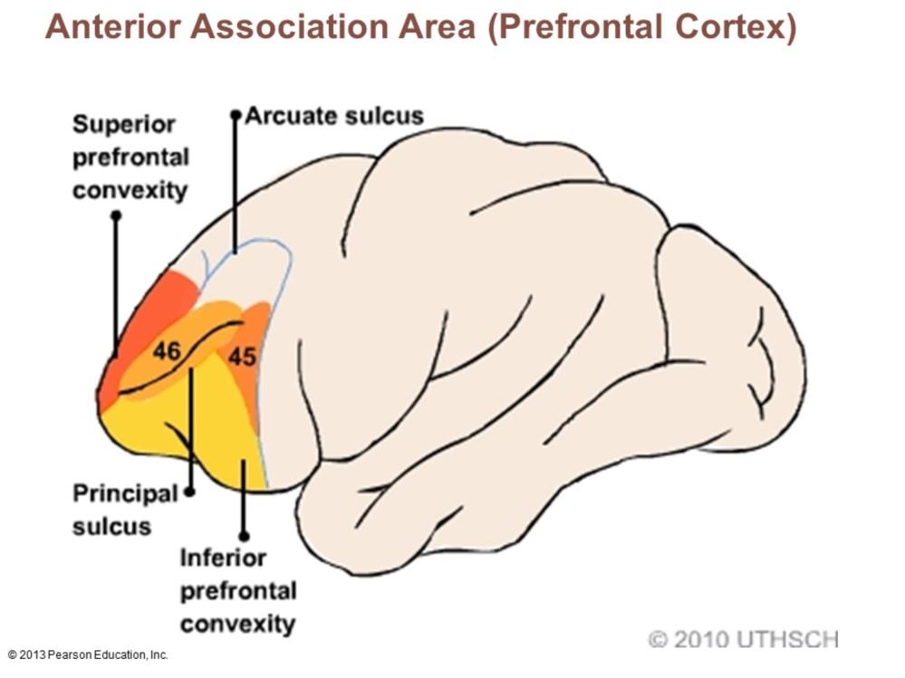 Most complicated cortical region Involved with intellect, cognition, recall, and personality Contains working memory needed