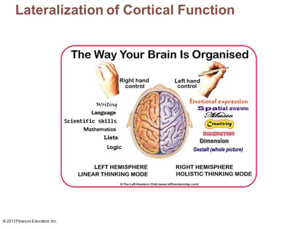 Left hemisphere Controls language, math, and logic Right hemisphere Visual-spatial skills, intuition, emotion, and