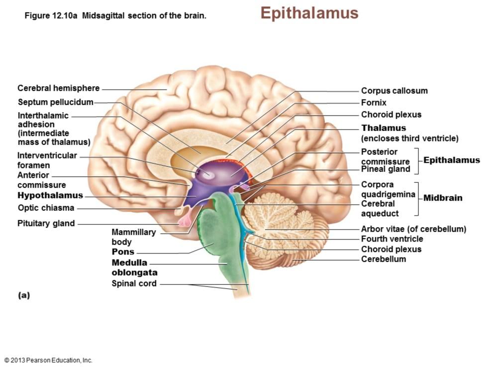 Epithalamus Most dorsal portion of diencephalon; forms roof of third ventricle Pineal gland