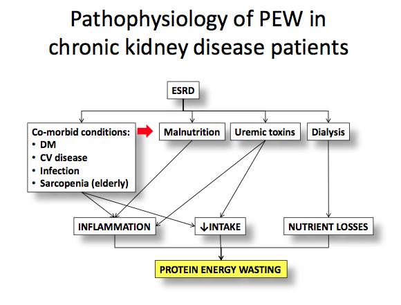 Pathophysiology of PEW in CKD Very Low Protein