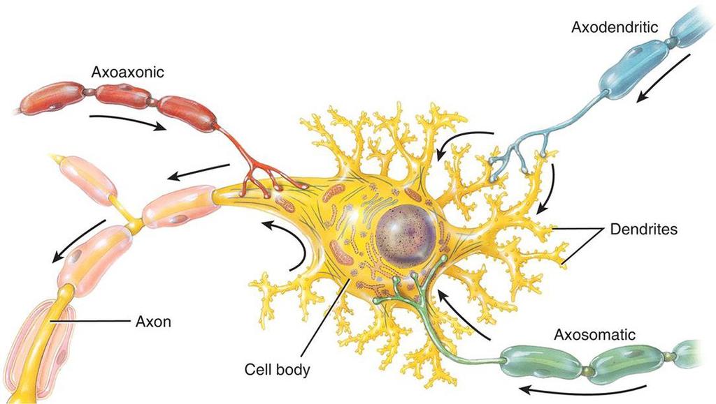 SIGNAL TRANSMISSION AT SYNAPSES (LO8) Describe how neurons communicate with each other by chemical signalling molecules released at the synapse. What is a synapse?