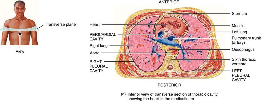 THE HEART (LO 1) State the major structures of the heart and the function of