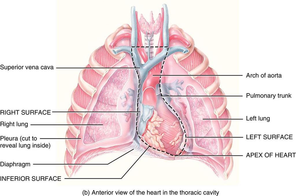 throughout the body; located in the thoracic cavity superior to the diaphragm