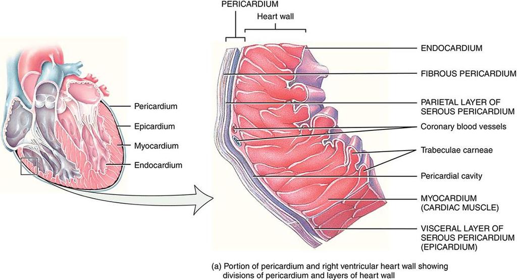 PERICARDIUM: The membrane that surrounds and protects the heart Allows sufficient freedom of movement for vigorous and rapid contractions Consists of two main parts (fibrous and serous pericardium):