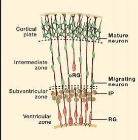 of fibers (white matter) forms cortical layers forms fiber layer