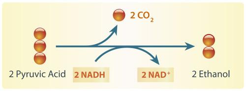 B. ALCOHOL FERMENTATION In Plants/Yeast Produces CO2 and Alcohol (Beer/Wine/Bread) Pyruvic Acid + NADH Alcohol + CO2 + NAD+ ALCOHOL FERMENTATION Summary of Energy created from ONE Glucose in