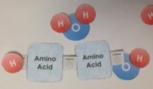 Notice you have a hydrogen atom and an OH molecule 12p remaining. Bond these together to form a water molecule. Repeat steps 11-13 for the remaining amino acid molecules.