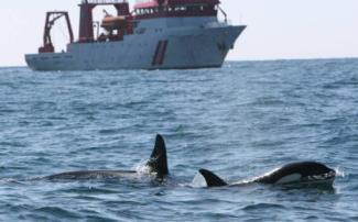 cetaceans to naval sonar signals, in order to establish