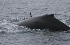 Data streams Humpback whale mn12_170 -- 1st tag-on: 18-Jun-2012 03:31:42 UTC 78 77.9 Latitude ( N) 77.8 77.7 77.6 77.5 12.