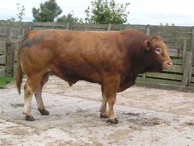 Bull Fertility Colin D Penny BVM&S CertCHP DBR DipECBHM MRCVS The Importance Of The Bull In Herd Fertility The influence of the bull on herd fertility in both dairy and beef herds is often overlooked