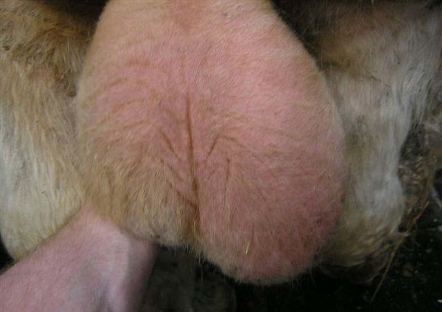 which lie within the pelvis and examination of the semen which will contain pus.
