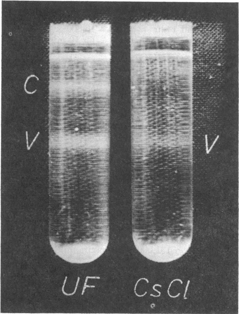 16 GUSKEY AND WOLFF APPL. MICROBIOL. FIG. 2.