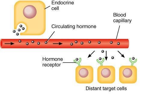 Long Distance Signaling: Hormones Endocrine signals (hormones) produced by endocrine cells travel long