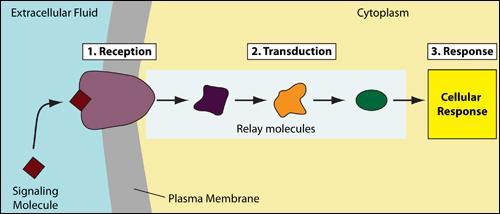Signal Transduction Signaling cascades relay signals from receptors to cell targets, often amplifying the incoming