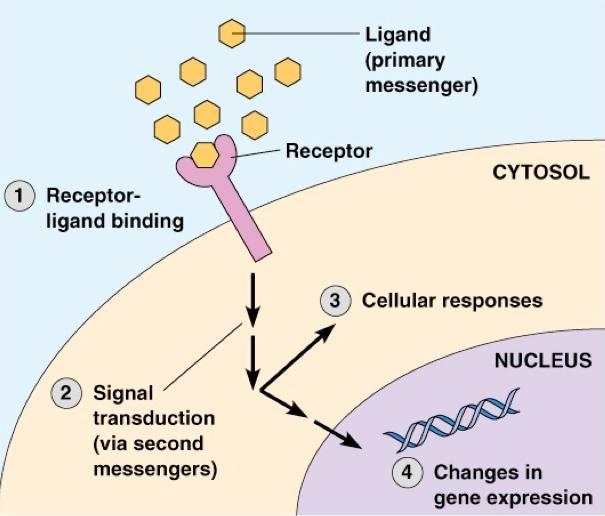 Why is cell signaling important?