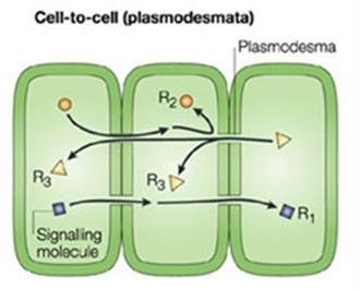 Local Signaling: Cell Junctions