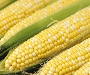 Elderly who has arthritis and wish to reduce their pain can try to have more corns everyday