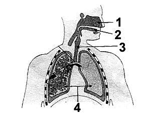 The sac like structures present in the lungs where exchange of gases takes place 7. i. What is the aim of the experiment.