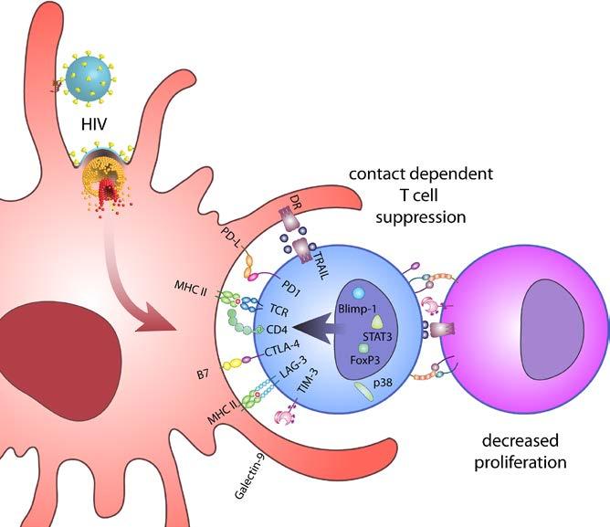 Co-inhibitory receptors and HIV/SIV Negatively regulate T cell activation and proliferation Several co-inhibitory receptors are upregulated on CD4 and CD8 T cells following HIV-1 infection PD-1,