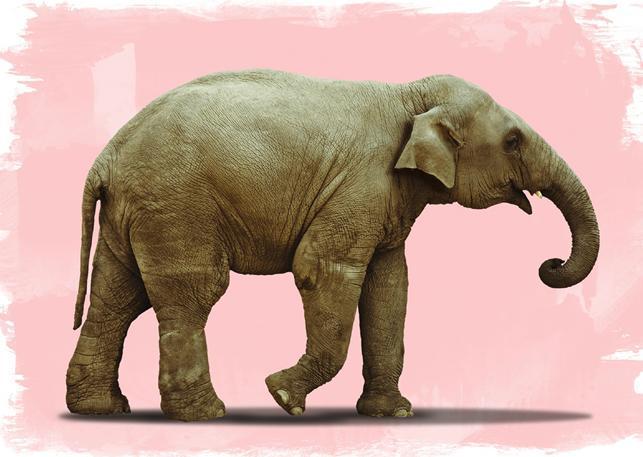 Addressing the Elephant in the Room: Talking About Mental Illness