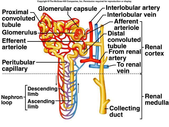 Nephron and
