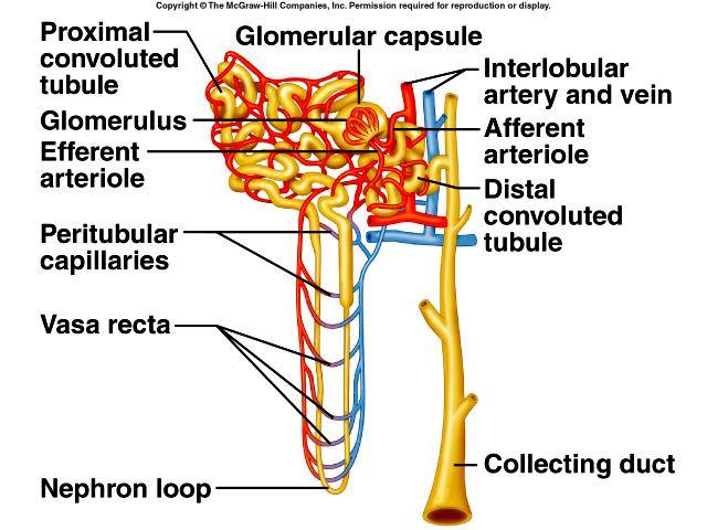 Blood Supply of Nephron The glomerular capillary receives blood from the afferent arteriole and passes it to the efferent arteriole The