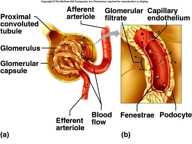 Glomerular Filtration The first step in urine formation is filtration of substances out of the glomerular