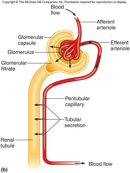 Tubular Secretion transports substances from the blood