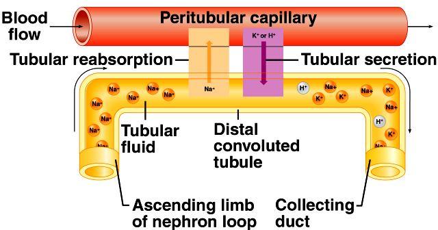 Tubular Secretion In distal convoluted tubules, potassium ions or hydrogen