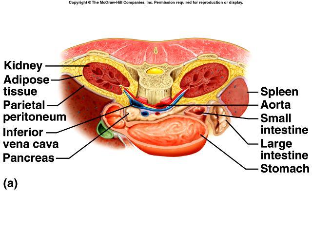 Location of Kidneys The kidneys which are